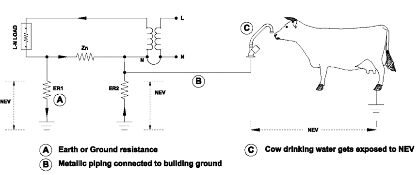 Mechanism by which neutral-earth voltage get transferred to an unsuspecting cow